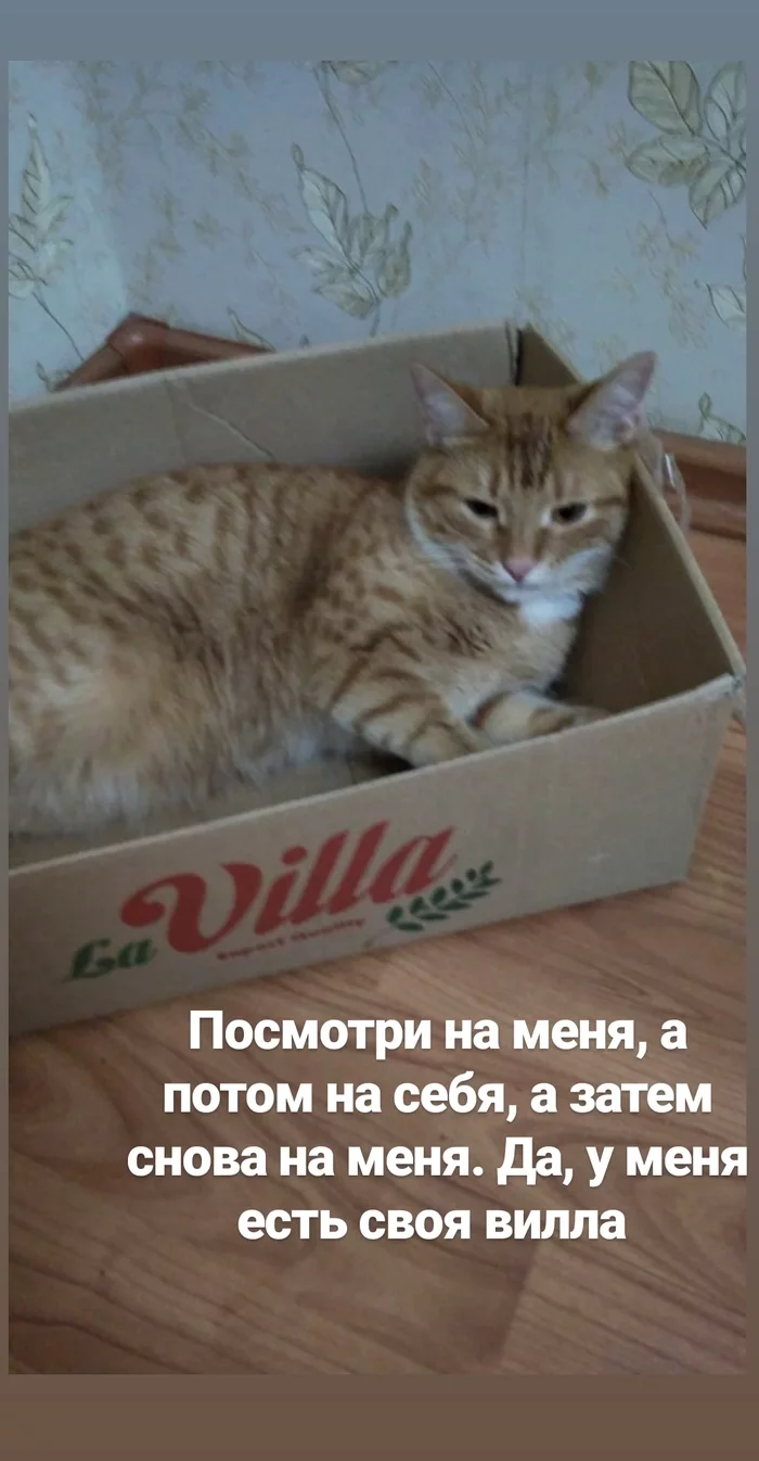 When you have your own villa - My, cat, Box, Inscription, Lucky moment, Wealth, Redheads