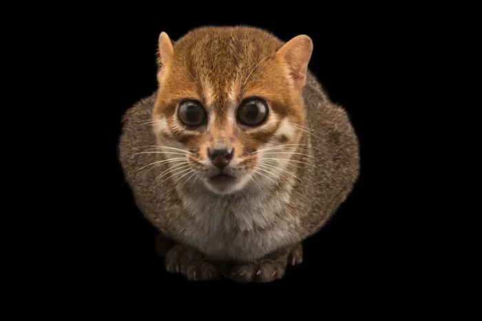 Sumatran cat: Huge eyes and stealing sweet potatoes. Alien species of cats from the deep jungle - Yandex Zen, Animals, Longpost, Sumatran cat, Small cats, Cat family, Predatory animals, Wild animals, The photo, Text