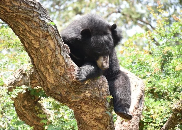 Himalayan bears have taken root in southern South Korea after reintroduction - The Bears, Himalayan bear, Wild animals, Return, South Korea, Scientists, Research, Zoology, National park, Longpost