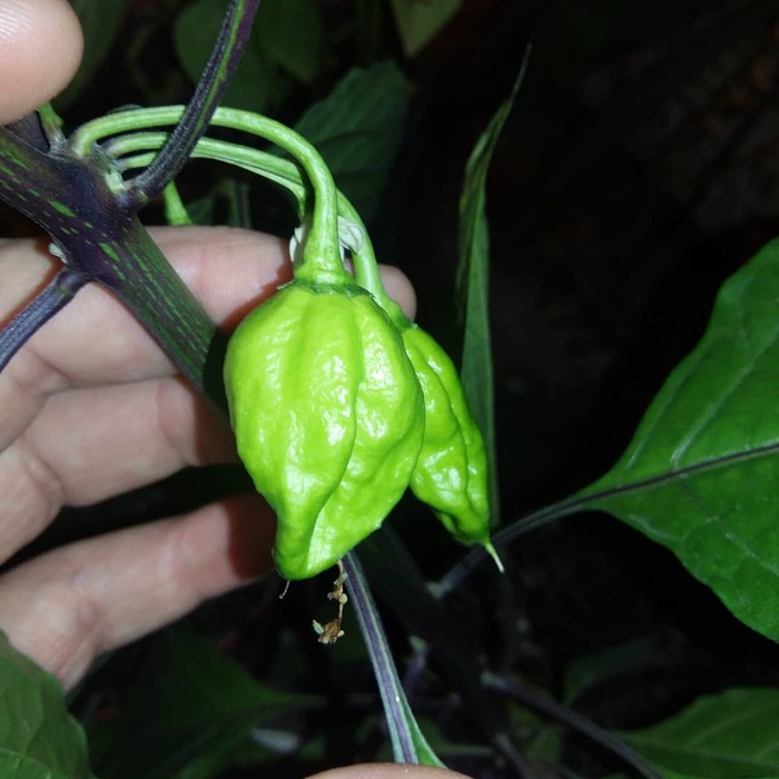 Как Я Хабанеро кушал | Пикабу