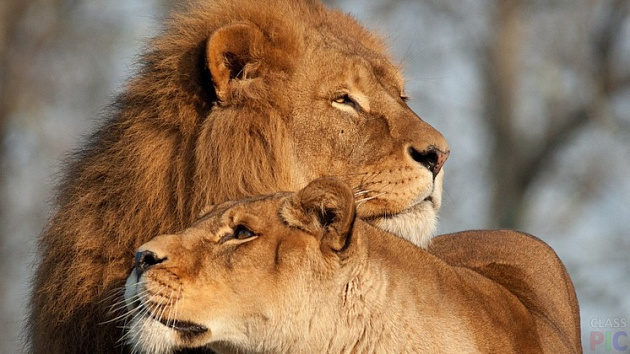 The story of the birth of love between a lion couple was told at the Novosibirsk Zoo - a lion, Lioness, Big cats, Cat family, Zoo, Novosibirsk Zoo, Novosibirsk, Animals, Longpost