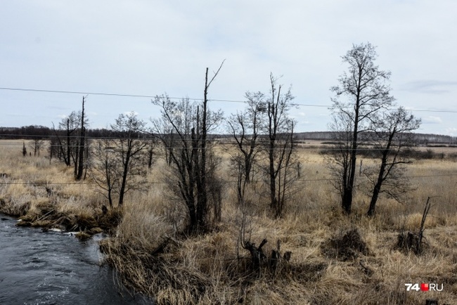 What does the only radioactive reserve in Russia look like? - By Mayak, Reserves and sanctuaries, Longpost, Southern Urals, Radiation, Protection of Nature