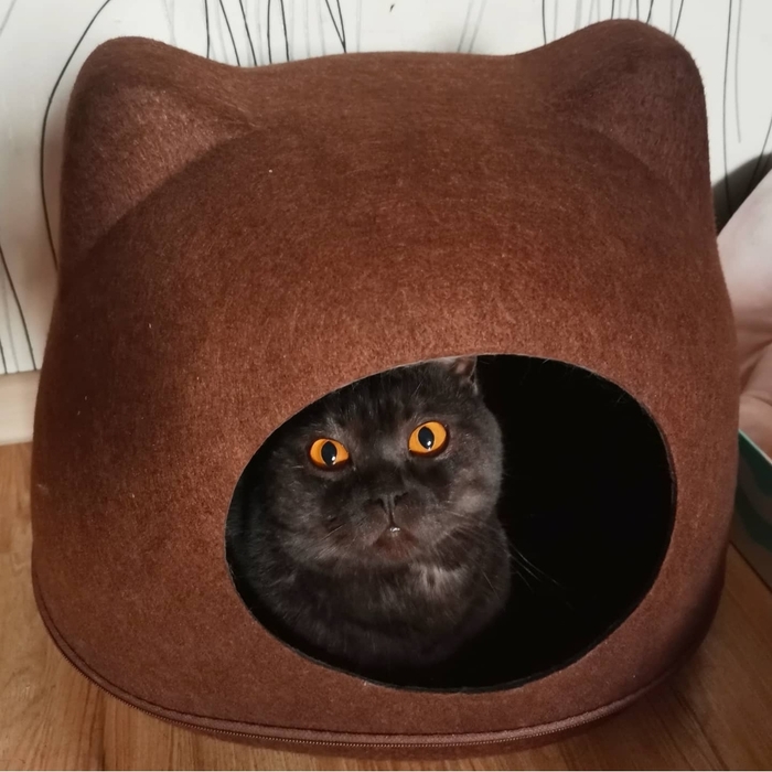 Просто пушистая булочка желает тебе хорошего дня