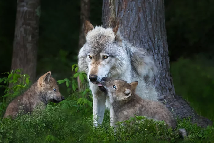 How the life of a wolf changes in the spring: some interesting facts about the “forest orderly” - Animals, Nature, Wolf, Spring, Yandex Zen, Longpost