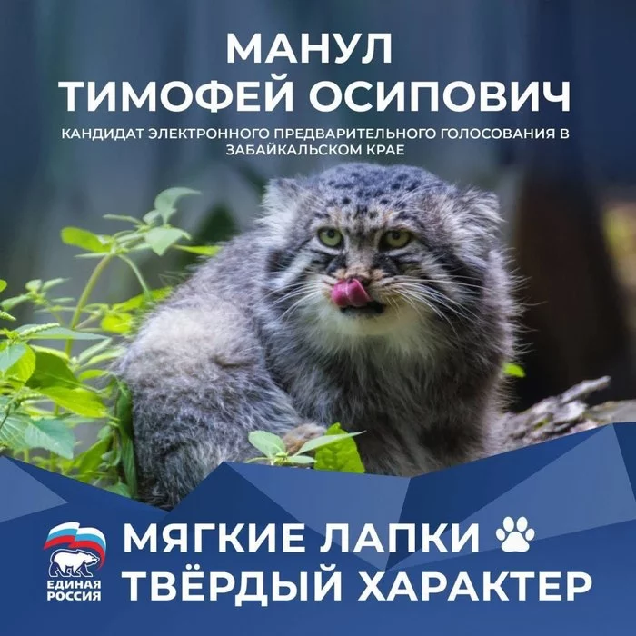 Cat manul can nominate himself for the primaries in Transbaikalia - Pallas' cat, Small cats, Cat family, Interesting, Elections, Transbaikalia, Telegram, Politics, Longpost
