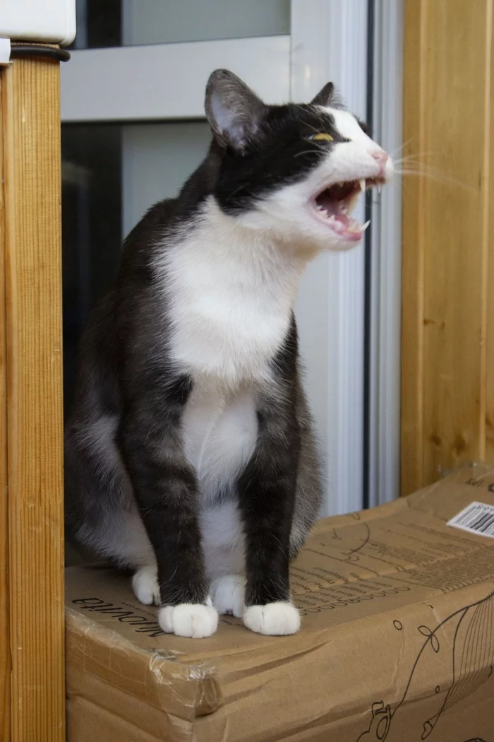 Reply to SeleneSelenovna in “More yawning cats!” - My, cat, Yawn, Reply to post, Longpost