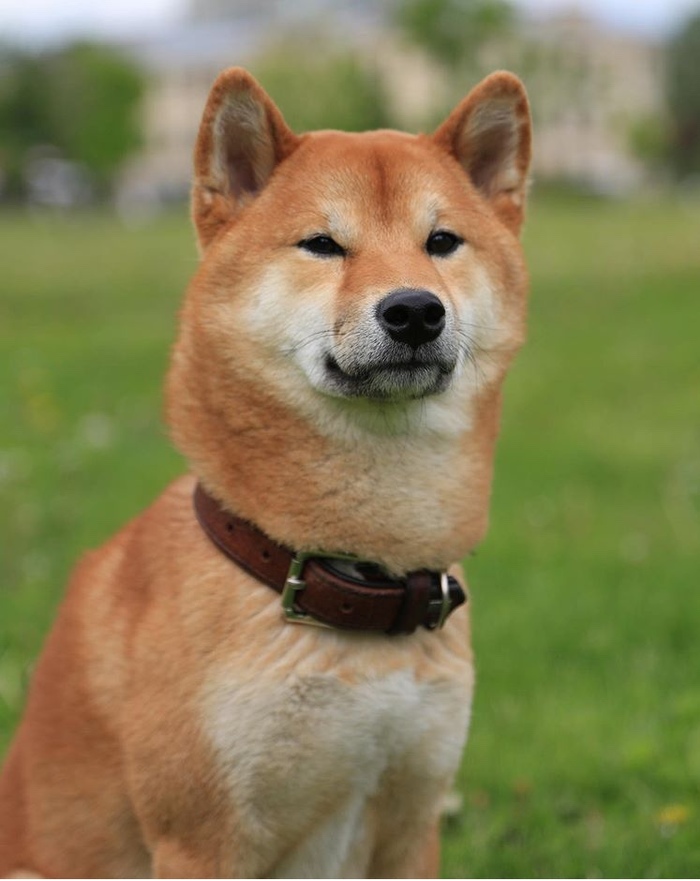 ������� �������)