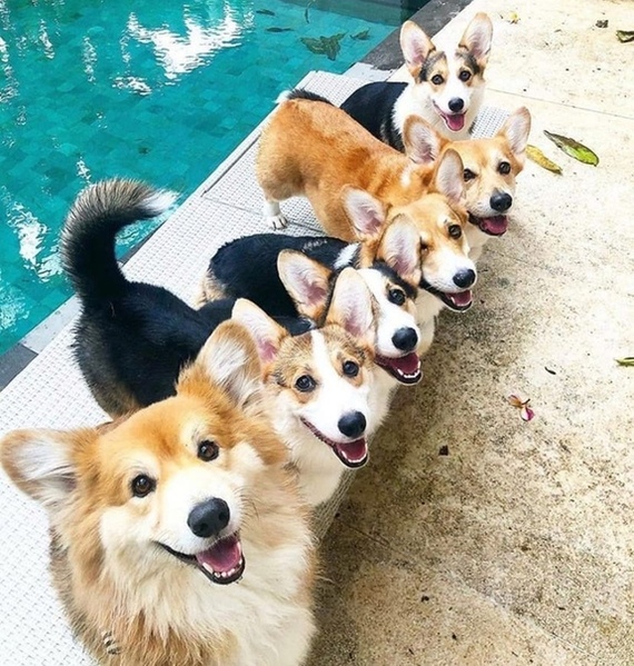 Everyone look at the camera! :) - Dog, Corgi, Milota, The photo