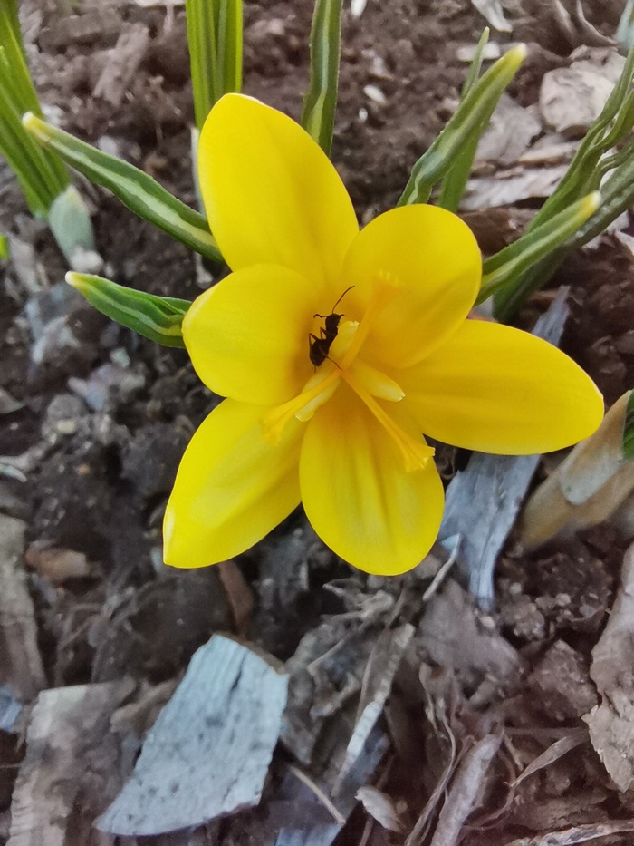Скромное обаяние крокуса, или на Камчатке тоже весна)