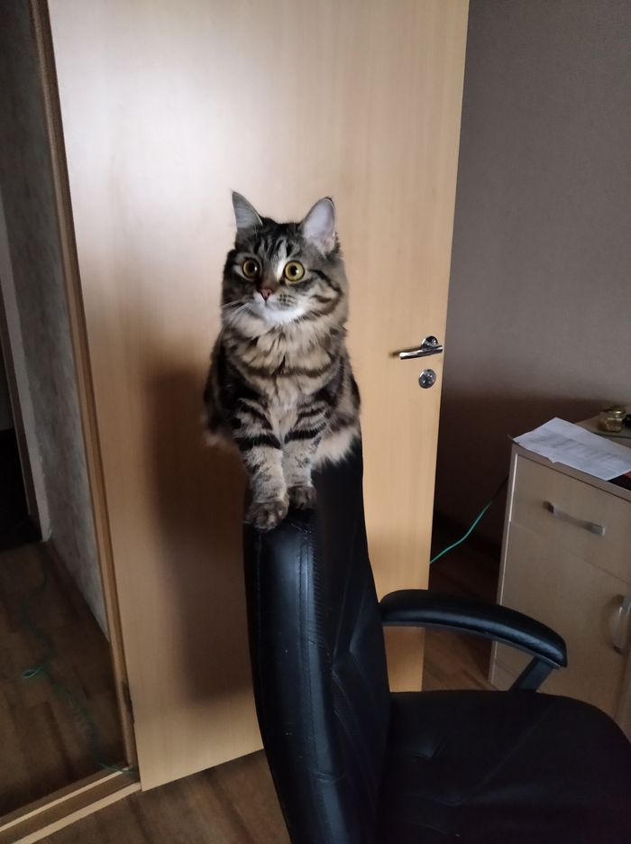 На любимой игрушке