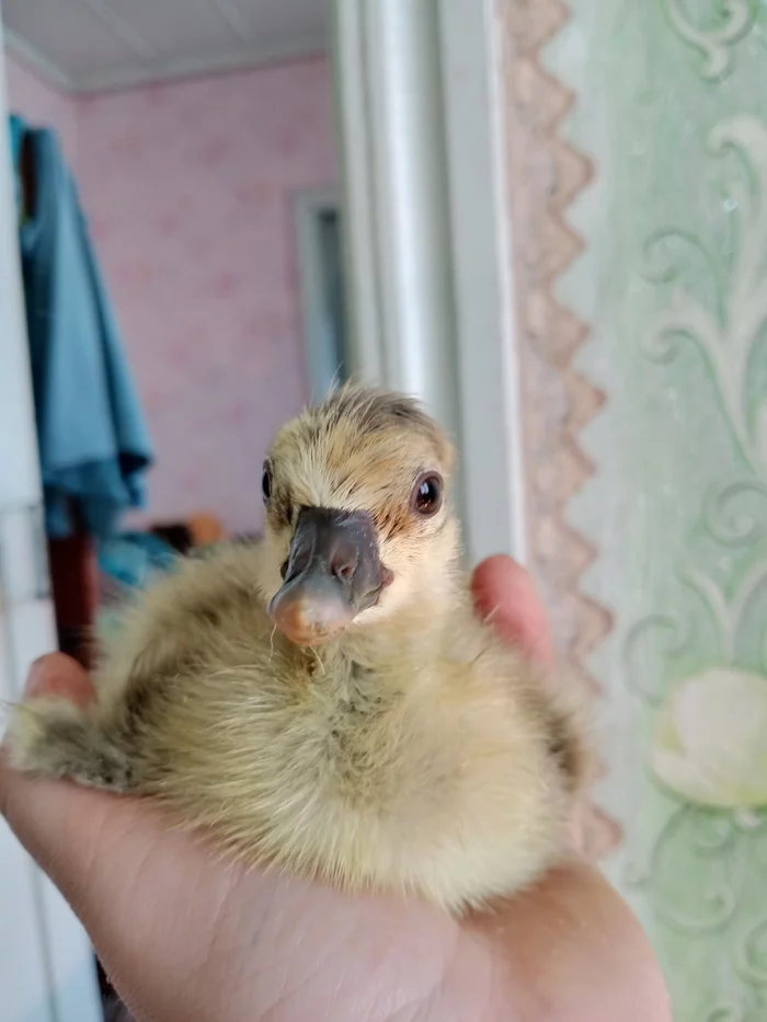 Yesterday my dream hatched - My, Гусь, Chick