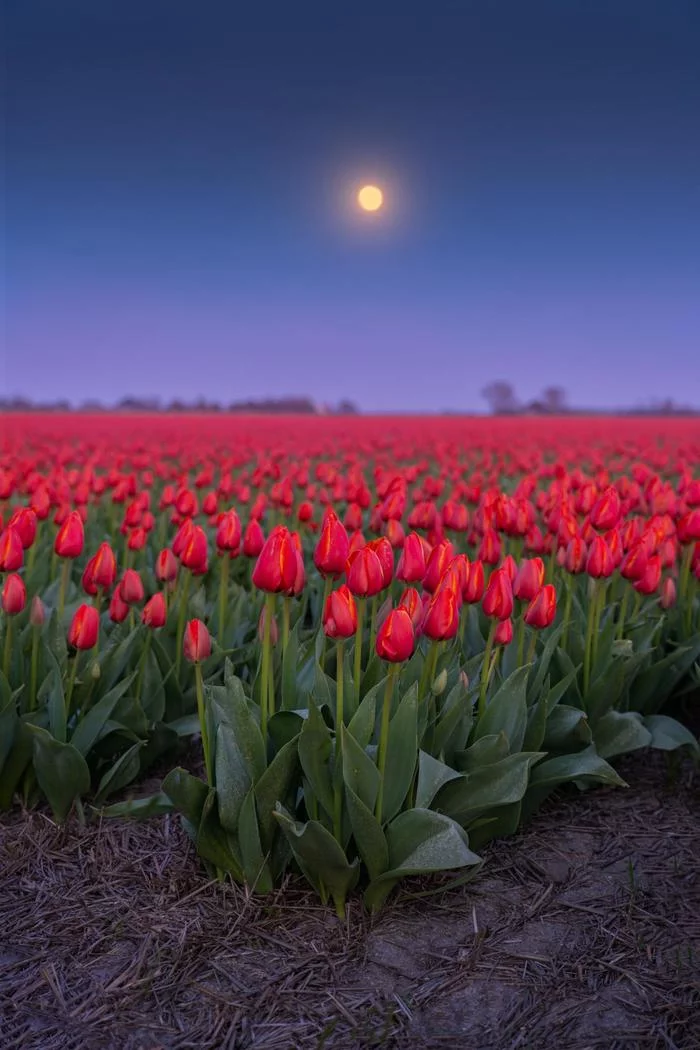 Full moon over tulip field - Tulips, Netherlands, Holland, Flowers, Night, Field, moon, Full moon, , Reddit, Netherlands (Holland)