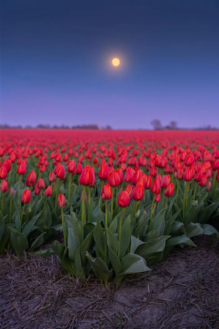 Full moon over a tulip field - Tulips, Netherlands, Netherlands (Holland), Flowers, Night, Field, moon, Full moon, Reddit