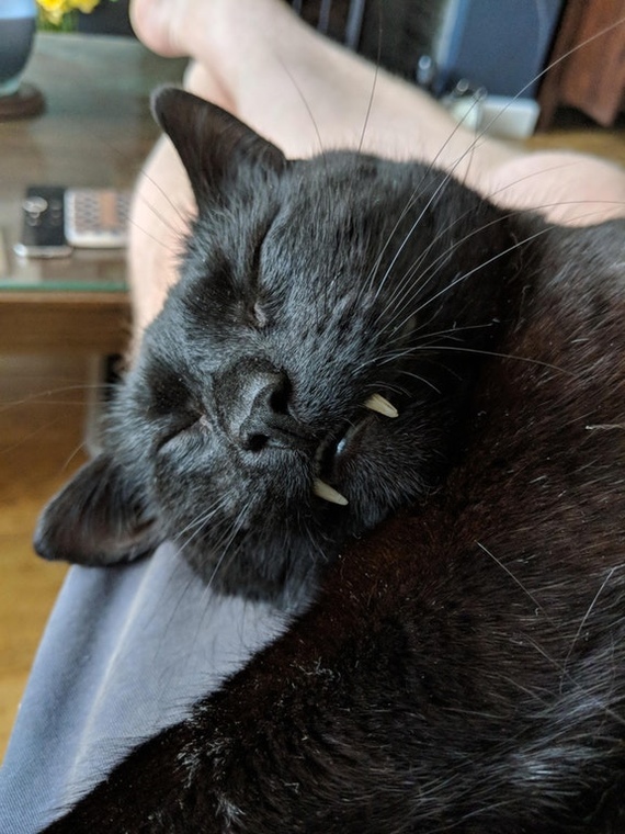 Count kusyakula - cat, Teeth, Black cat, Dream