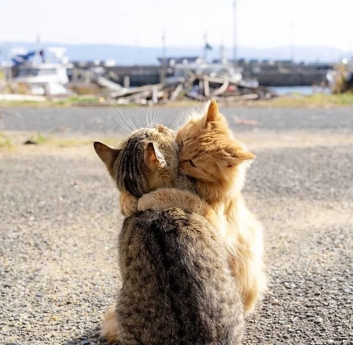 Tmok - cat, The photo, Hugs