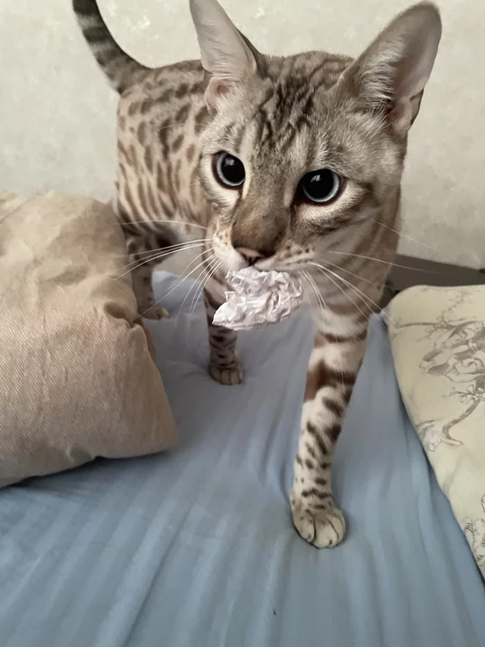 Cat love - My, cat, Pets, Animals, Bengal cat, Paper