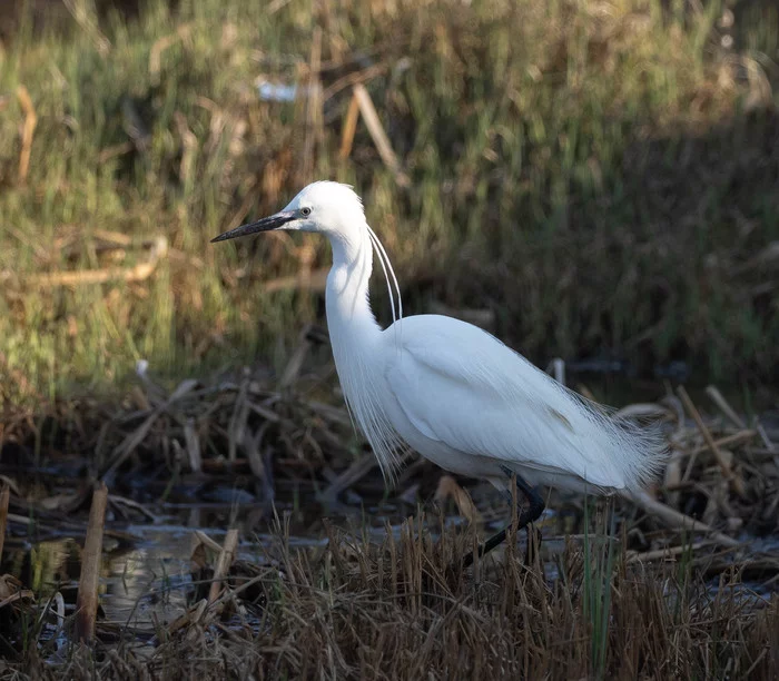 Little egret in breeding plumage - My, Heron, Birds, Longpost, Egret