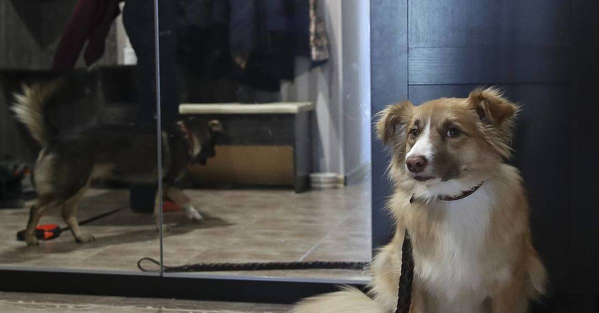 Печальная собака. Не бросайте животных. Не бросайте животных на дачах. Грустная собака. Плакат не бросайте животных.