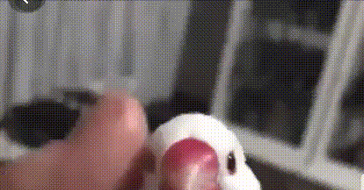 Marshmallow - Amadines, Birds, Milota, GIF