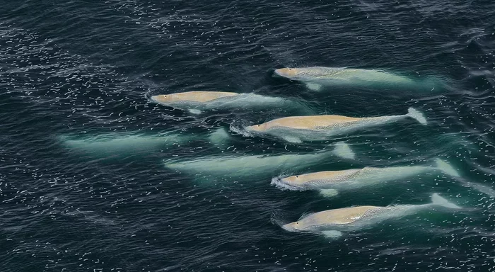 Why Scientists Are Against Rescuing Beluga Whales Trapped in Ice - Expedition, Arctic, Nature, Rare animals, The science, Belukha, Yandex Zen, Longpost, , Rare view, Russian Geographical Society, Beluga whales