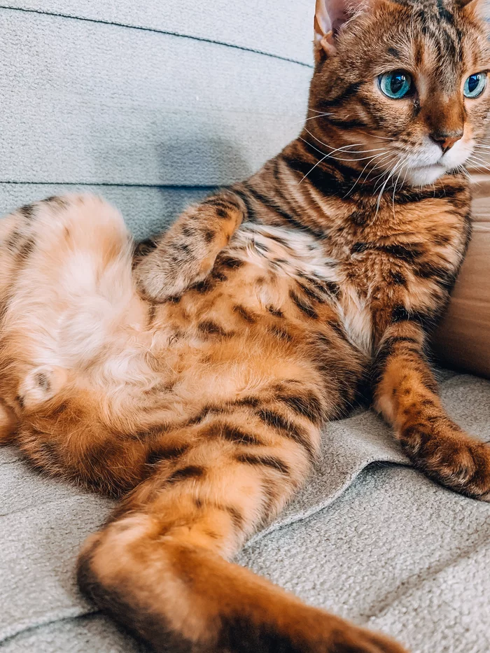 My cat - My, cat, Bengal cat, Pets