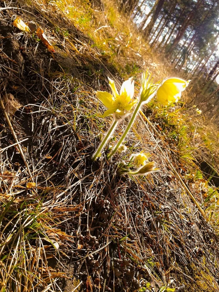 Ural snowdrop Shoot - My, Flowers, Miass, Chelyabinsk region