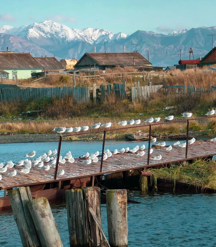 Outback of Kamchatka - Kamchatka, Hills, Seagulls, Birds, River, House, Nature