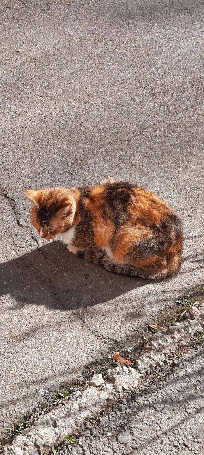 I'm a tiger - My, cat, Spring, Longpost, The photo