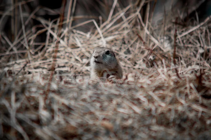 This animal world - My, Beginning photographer, Wild animals, The photo, Gopher