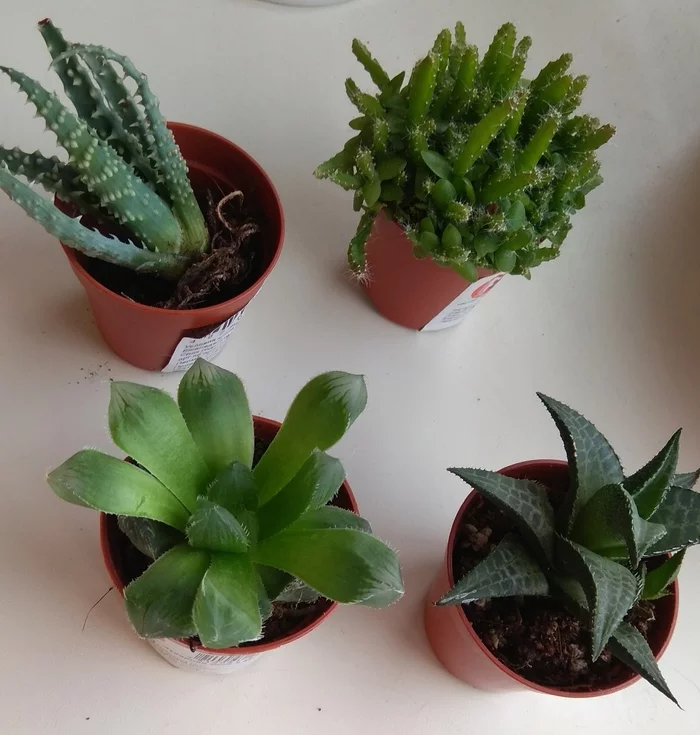 Just look... - My, Succulents, Houseplants, Auchan