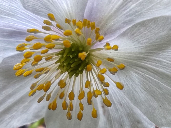 Anemone - My, Mobile photography, Flowers, Anemone, Nature, Longpost