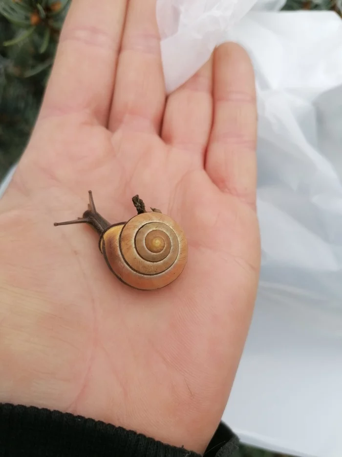 Golden ratio - My, Snail, Fibonacci, Mobile photography