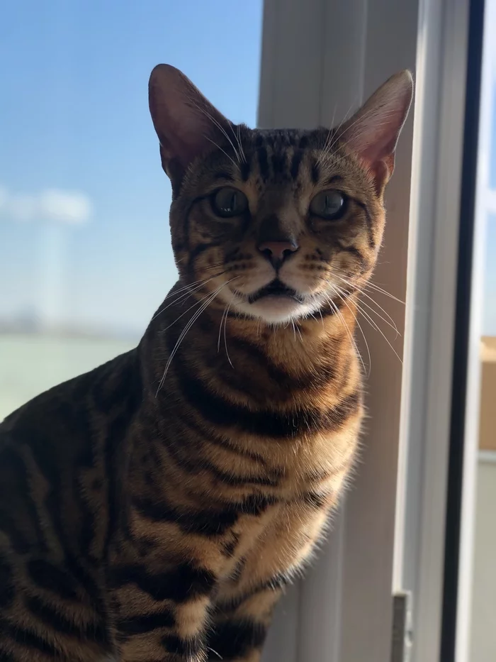 Chester Orkestrovich - My, cat, Bengal cat, Predator