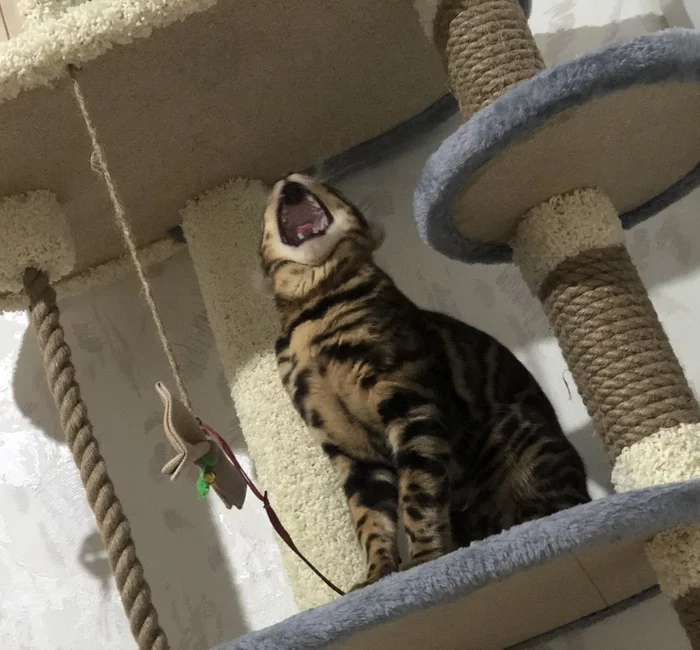 Chester Orkestrovich - My, cat, Bengal cat, Yawn