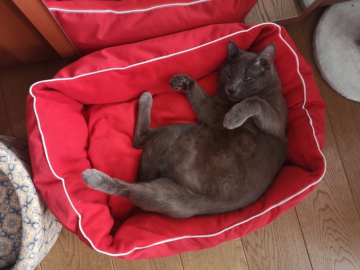 ���������� ����