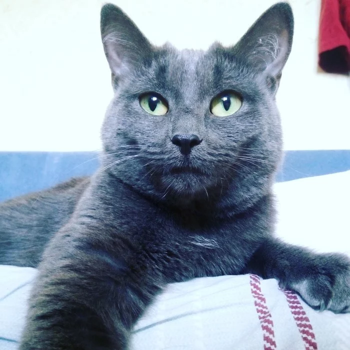 Gray Lady - My, cat, Russian blue