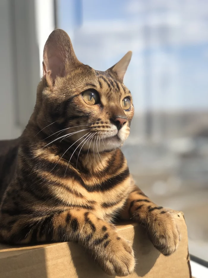 Chester Orkestrovich - My, cat, Bengal cat, Balcony, Tsar