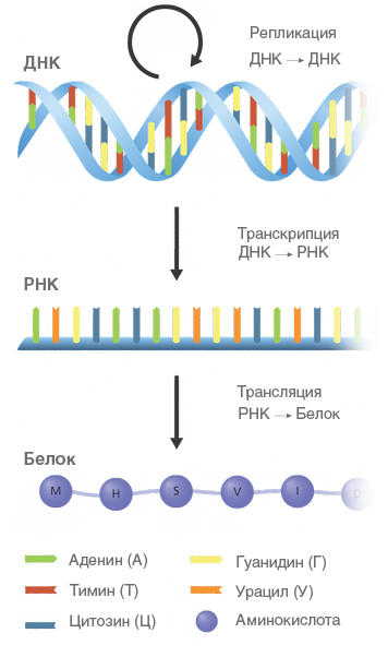 The story of the origin of life on Earth and chemical evolution in nine chapters - My, DNA, Cell, Chemistry, Evolution, Origin of life, Longpost, The science