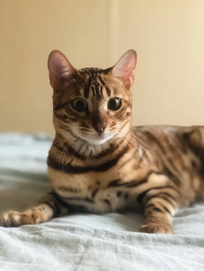 Domestic Bengal fool - My, Bengal cat, Pets, cat, Sight