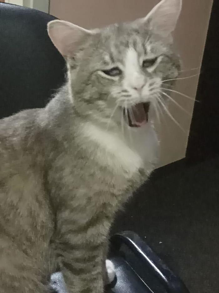 Котэ из ада