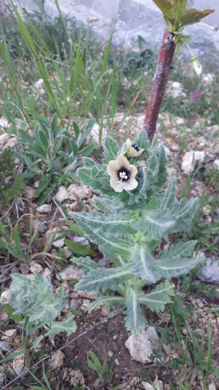 What kind of flower? - My, Question, Flowers, Sevastopol, The photo, Longpost