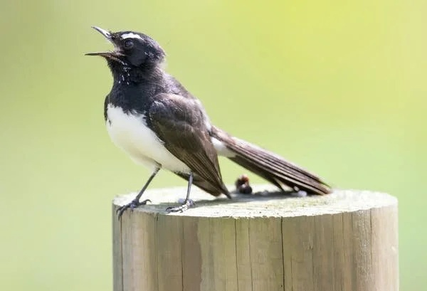 Hide and seek and night serenades: how the phases of the moon affect animals - My, Translation, Animals, Wild animals, moon, Nature, Zoology, Longpost