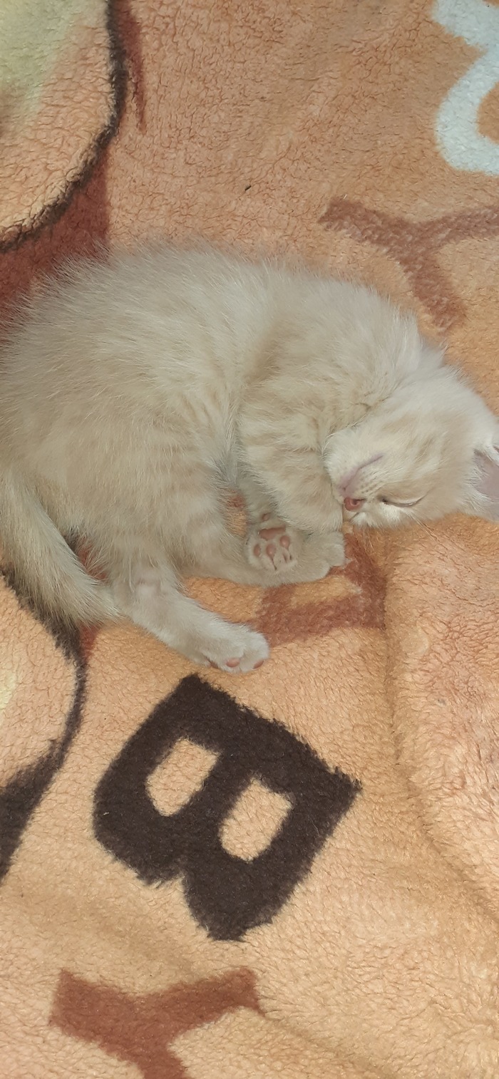 ��������� ����