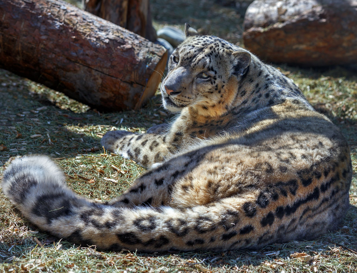 Хищное великолепие
