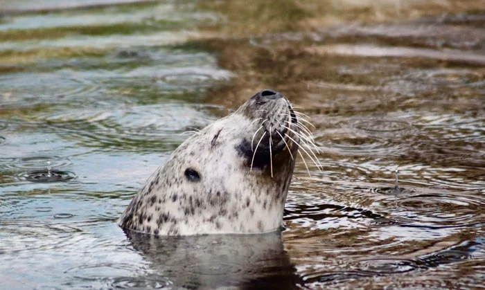 Seal enjoying the spring rain - My, Seal, Zoo, The photo, Animals