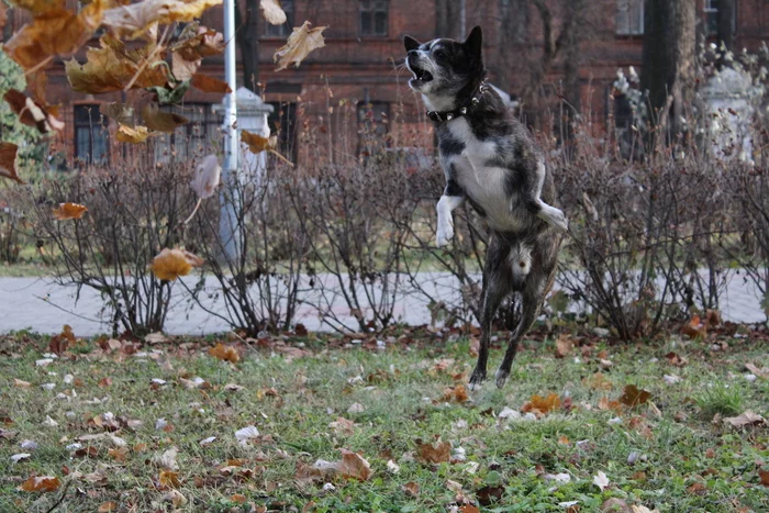 When there is a television and a dog - My, Dog, Foliage, The photo