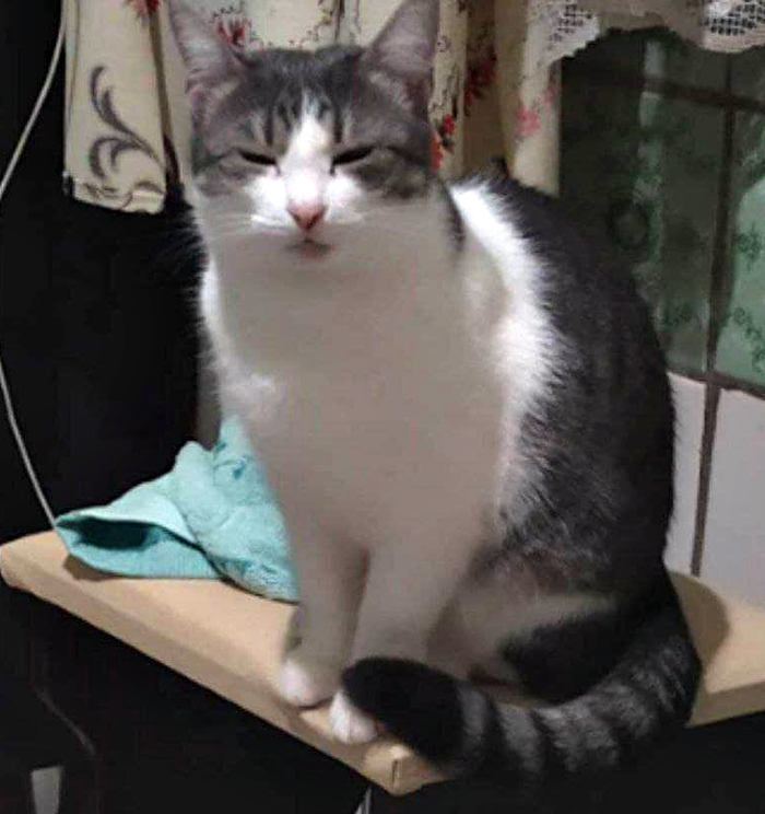 Кошака что-то подозревака