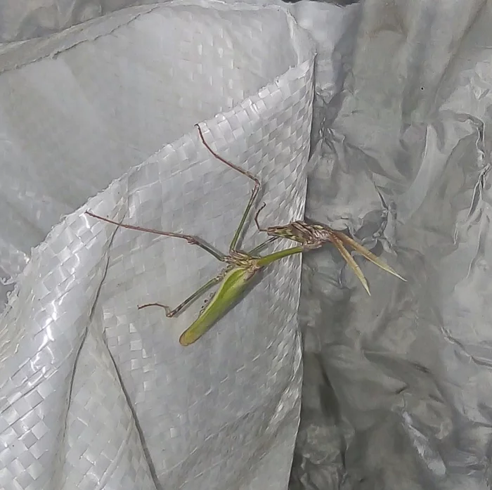 What kind of animal is this? - My, Unknown, Insects, What's this?