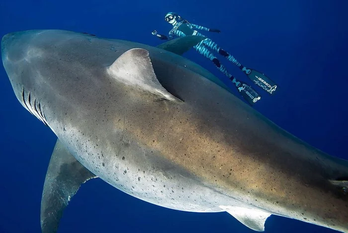 The largest white shark - Deep Blue - My, Biology, Shark, Ichthyology, Marine life, Wild animals, Longpost