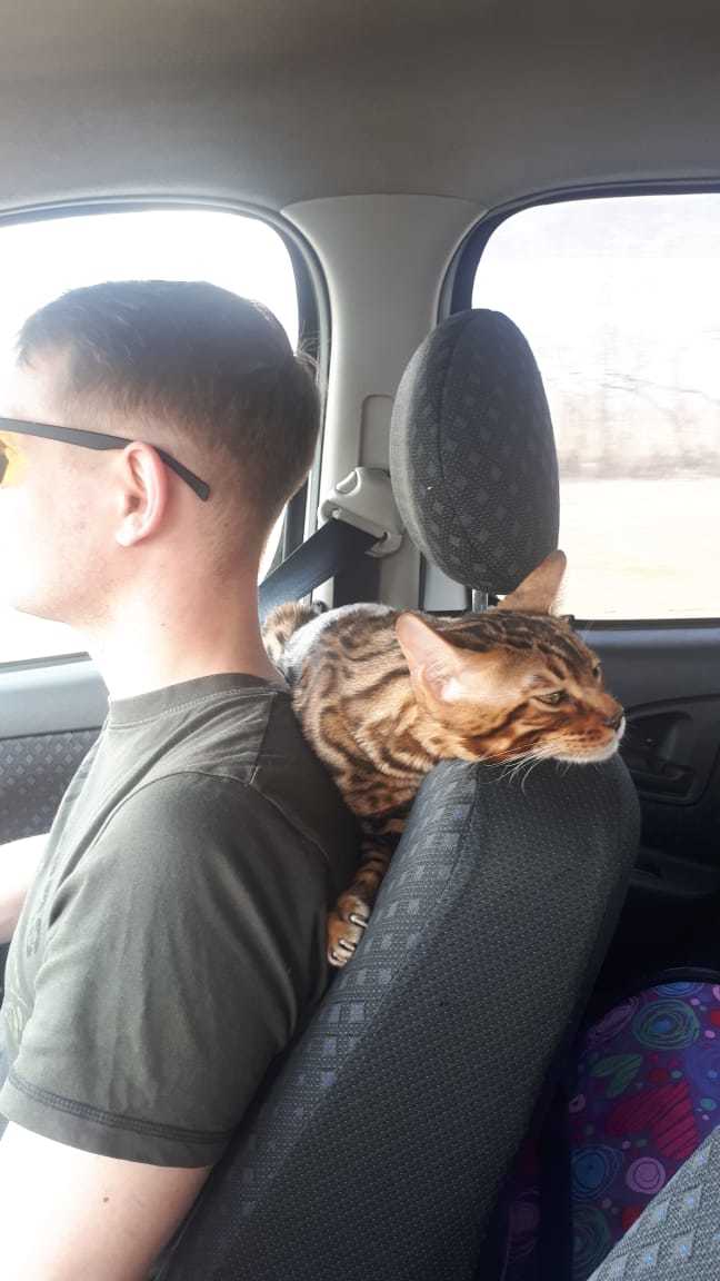 My cat took the best seat in the car - My, cat, Road trip, Longpost